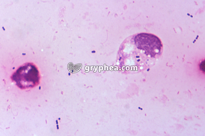 Phagocytose x400 - gryphea.com